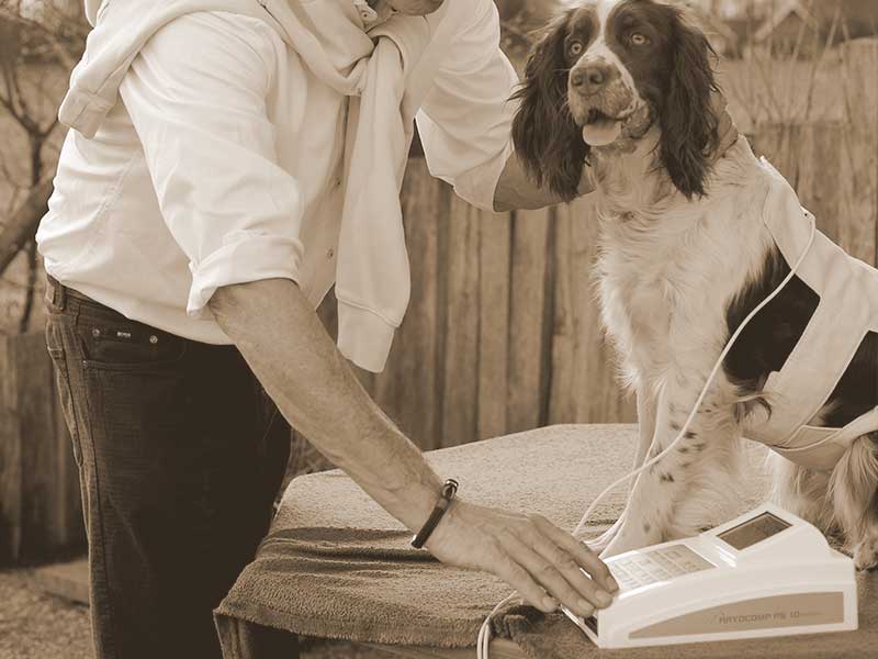 Hund bei der Bioresonanztherapie mit dem Rayonex PS 10 – Tierheilpraktiker Achim Röder behandelt energetische Blockaden